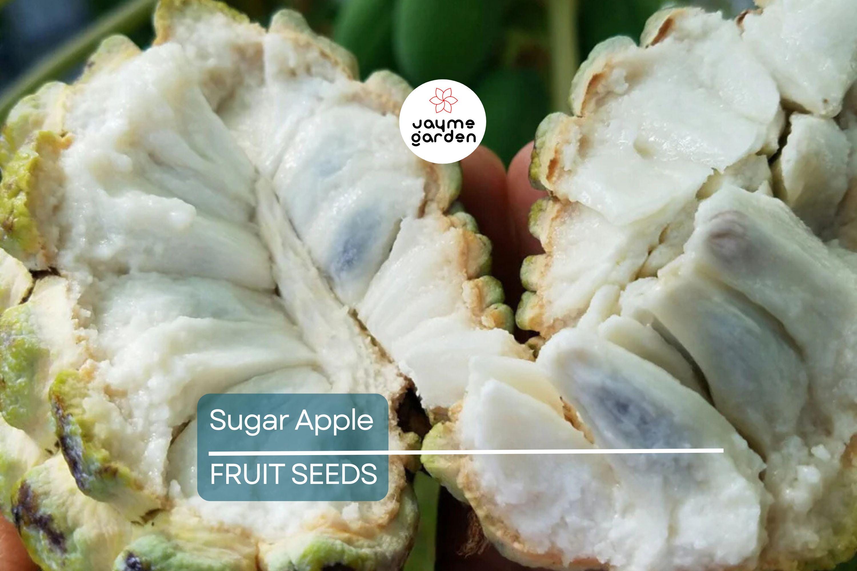 5 Organic Sugar Apple Seeds (Annona squamosa) – Tropical Sweetsop Fruit Tree, Zones 9-11