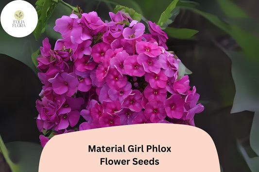 100+ Material Girl Phlox Seeds – Perennial Garden Flower Seeds, Phlox paniculata Hybrid