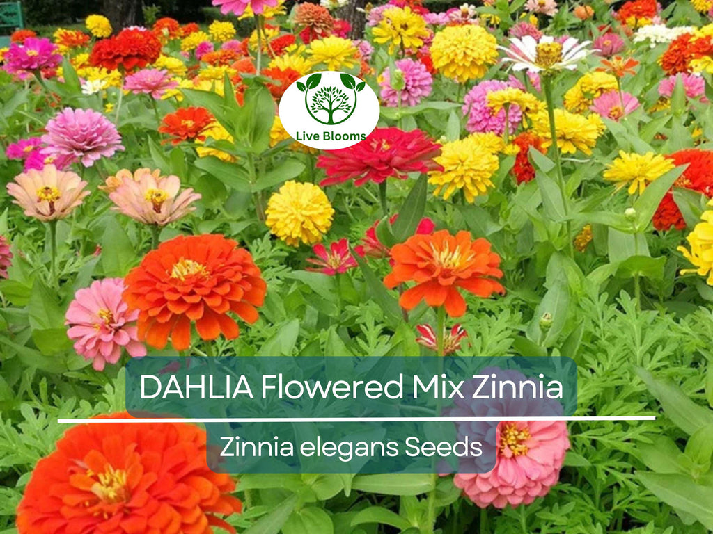 200 Zinnia elegans DAHLIA Flowered Mix Seeds, Hummingbird & Pollinator Flowers, Non-GMO, Vibrant Colors, Garden Blooms