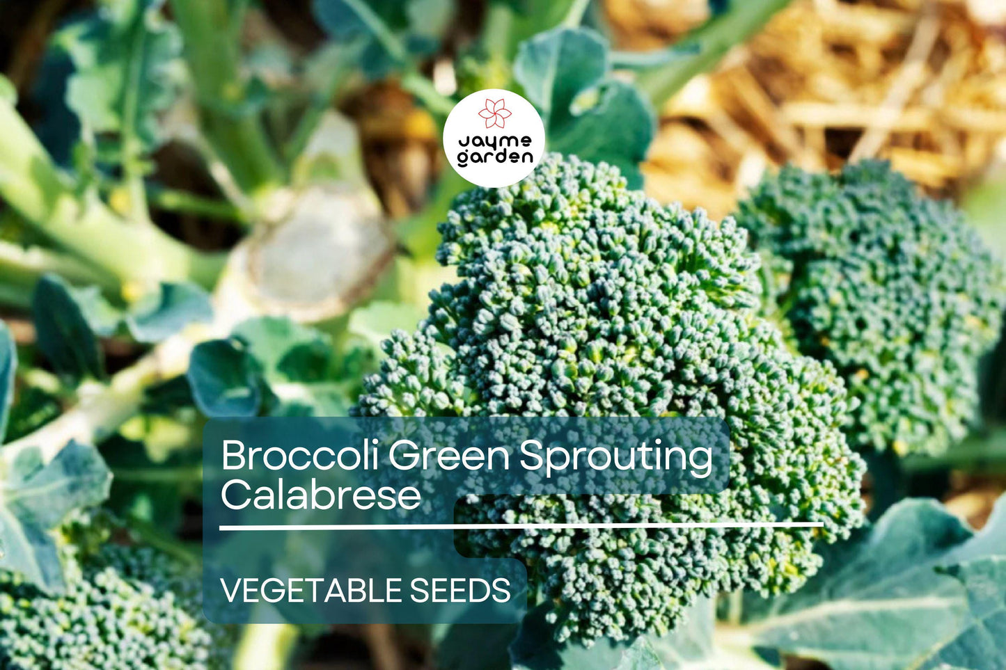 Broccoli Green Sprouting Calabrese 1 Gram Seeds - Heirloom Non-GMO Variety - Sweet, Tender Broccoli for Fresh Eating, Soups, & Gardening