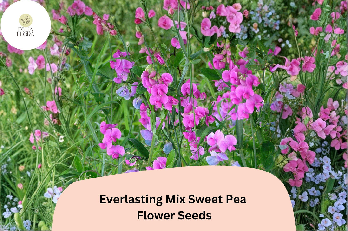 Everlasting Mix Sweet Pea Seeds | Lathyrus latifolius Perennial Climbing Vine Mixed Colors (50+ Seeds)