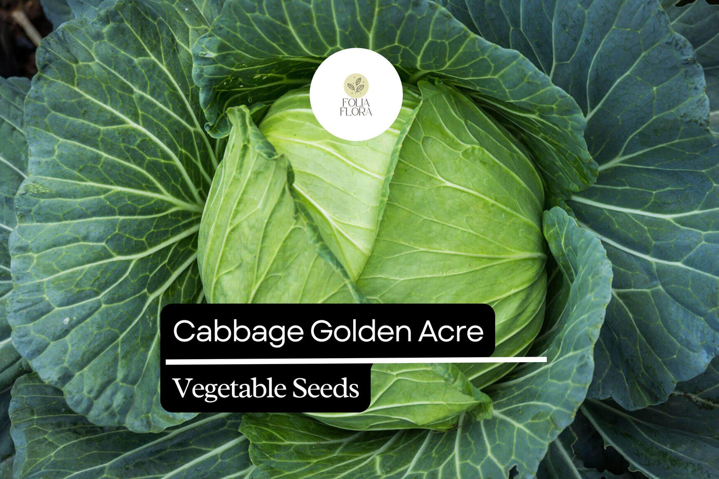 500+ Golden Acre Cabbage Seeds | Brassica oleracea | Early Heirloom Round Head Cabbage for Garden Planting