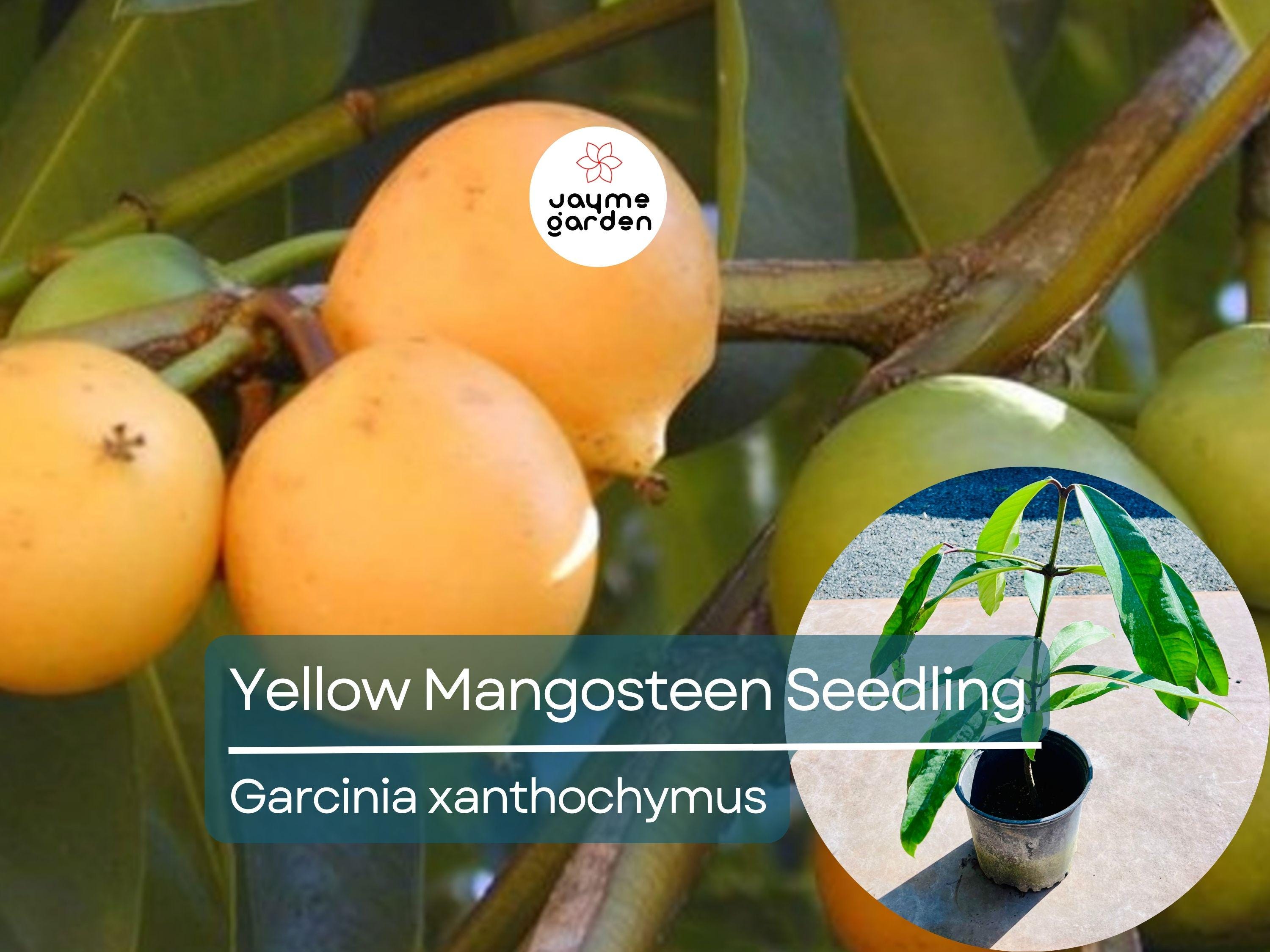 Yellow Mangosteen Starter Plant Seedling - Garcinia xanthochymus Live Fruit Tree 12″-24″ Tall - Sweet & Tangy Tropical Fruit for Garden