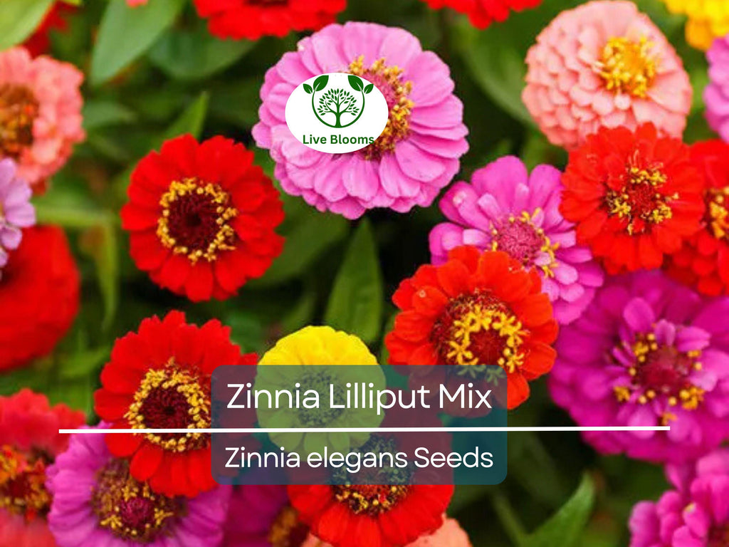 200 Seeds Zinnia Lilliput Mix Elegans Heirloom Non-GMO Mixed Colors, Pollinator-Friendly, Compact Blooms, Easy to Grow, Garden Flowers