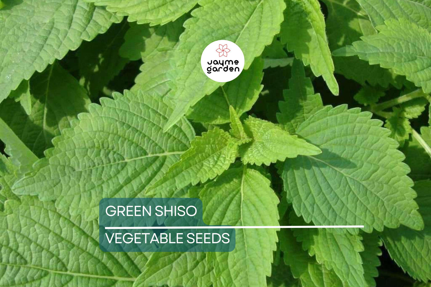 500 Green Shiso Seeds Non-GMO – Perilla Frutescens, Culinary Herb, Flavorful Leaves, Edible Flowers, USA Seller!
