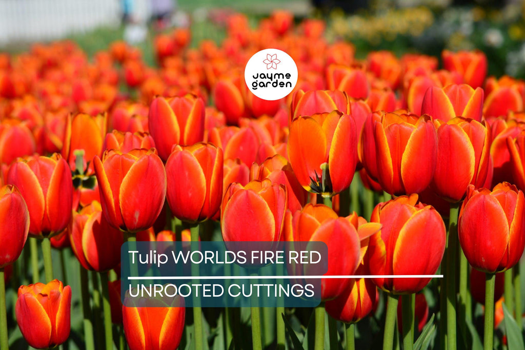 Tulip World’s Fire 55cm Tall Live Flower Bulbs | Red Darwin Hybrid Tulip | Big Spring Blooms | 5-Pack