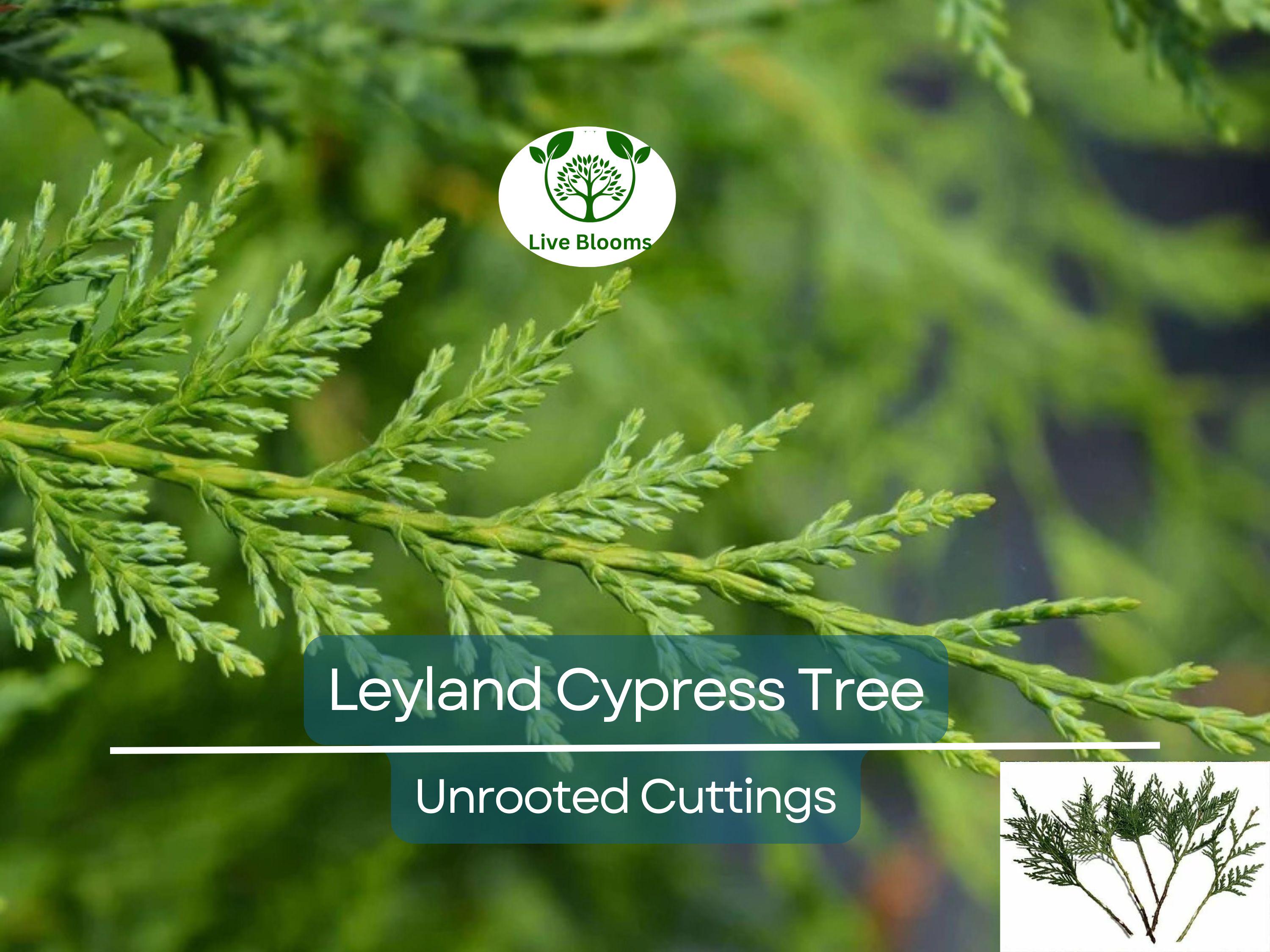 15 Leyland Cypress Tree Unrooted Cuttings 6-7" | Cupressus × leylandii, Privacy Hedge, Fast-Growing Evergreen