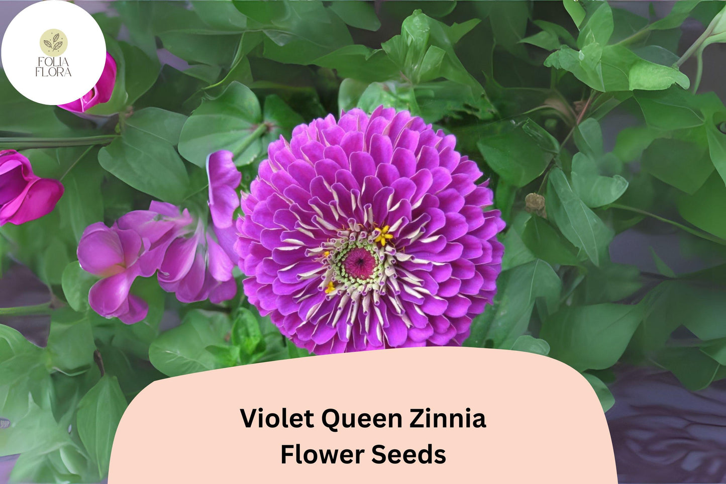 Violet Queen Zinnia Seeds: Tall Purple Blooms, Cut Flowers