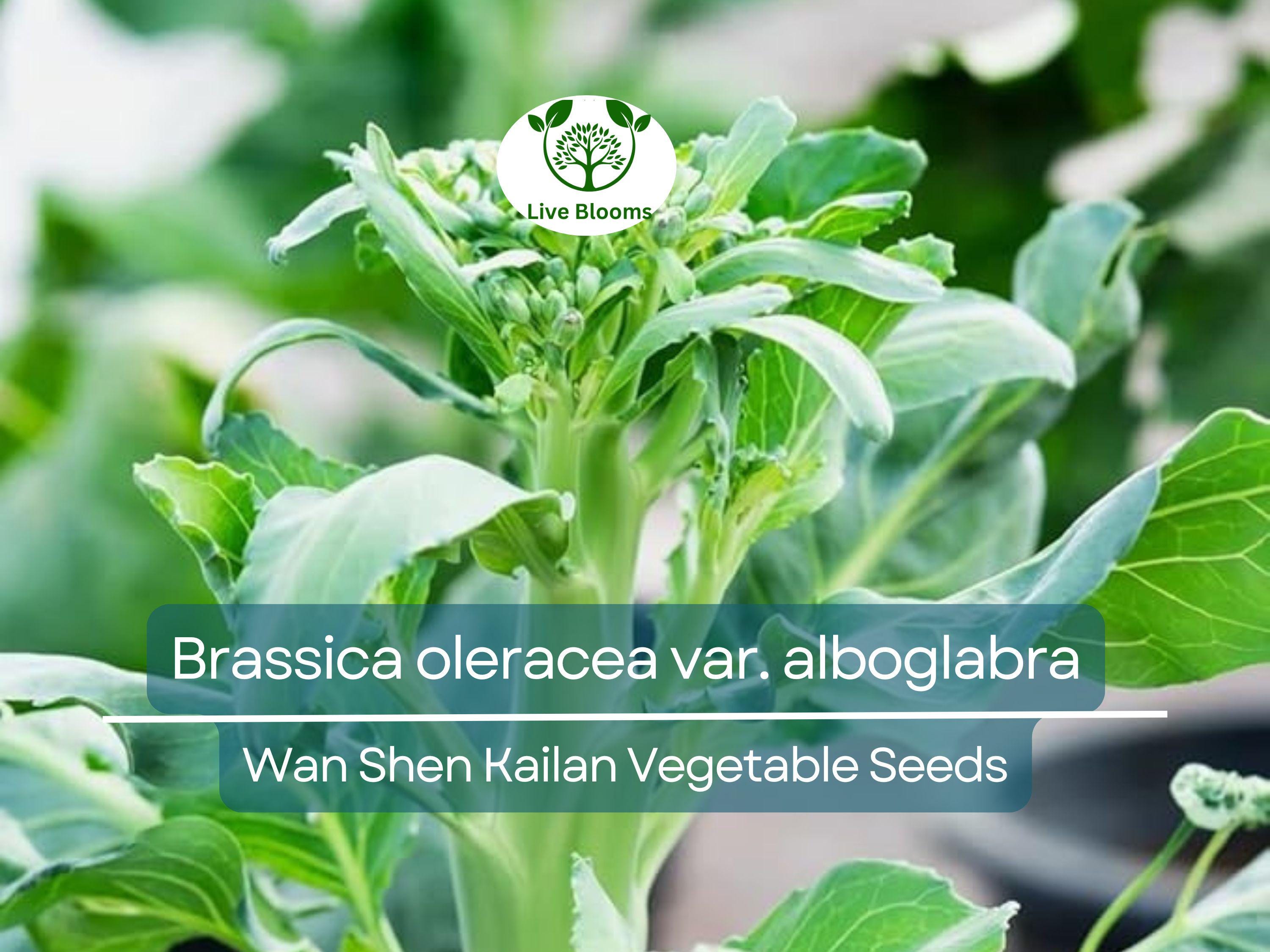 150 Seeds Wan Shen Kailan - Brassica oleracea var. alboglabra | Open Pollinated Asian Green for Planting & Culinary Use
