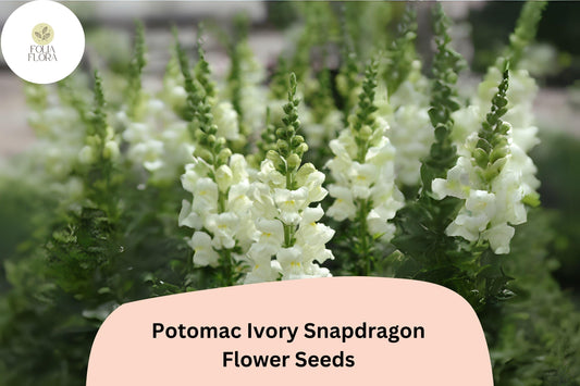 Antirrhinum majus Potomac Ivory Snapdragon Seeds – 1000+ Elegant Creamy White Blooms for Garden & Bouquets