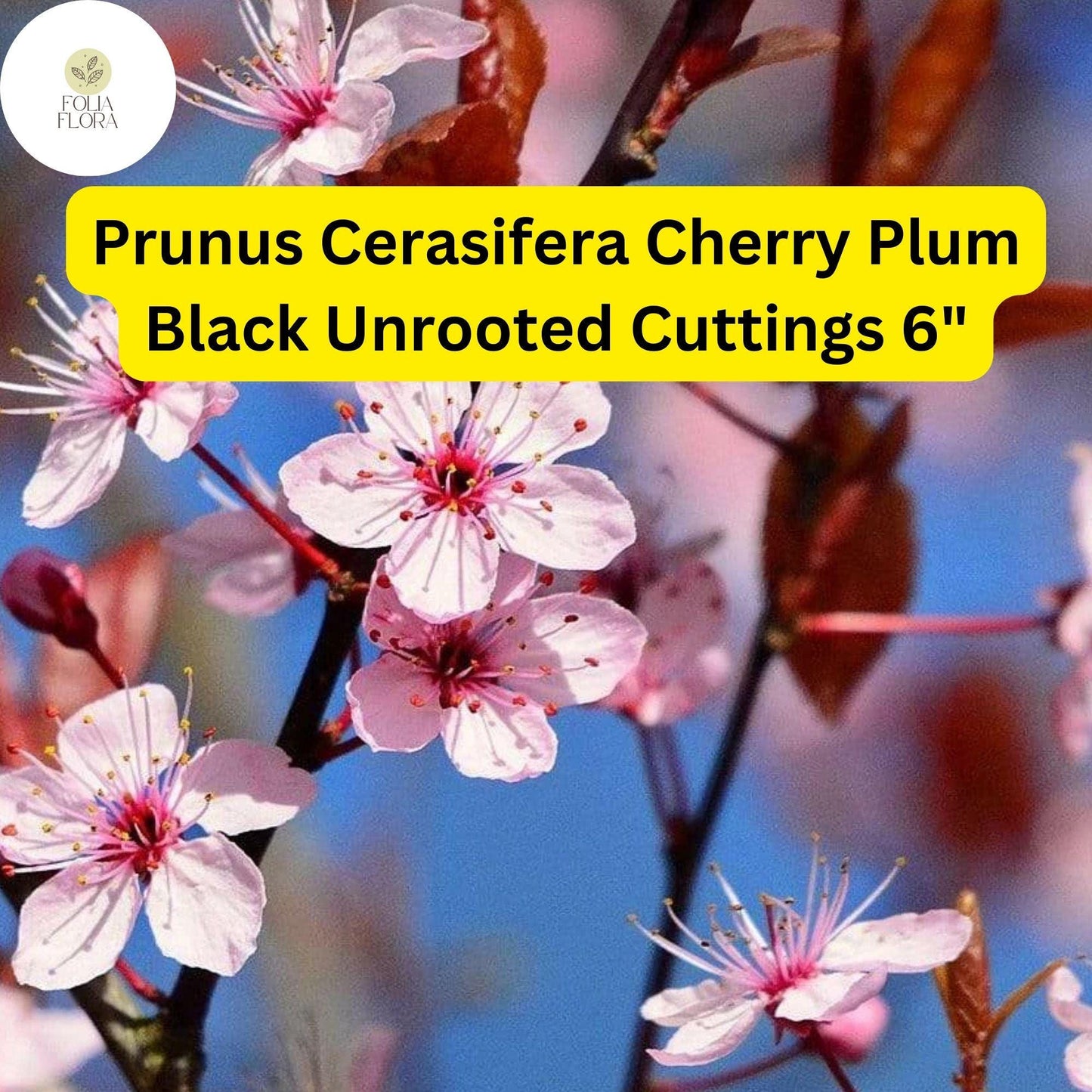3 Unrooted Cuttings 6" Prunus Cerasifera 'Cherry Plum Black' | Live Fruit Tree Plant for Home Orchards & Landscaping