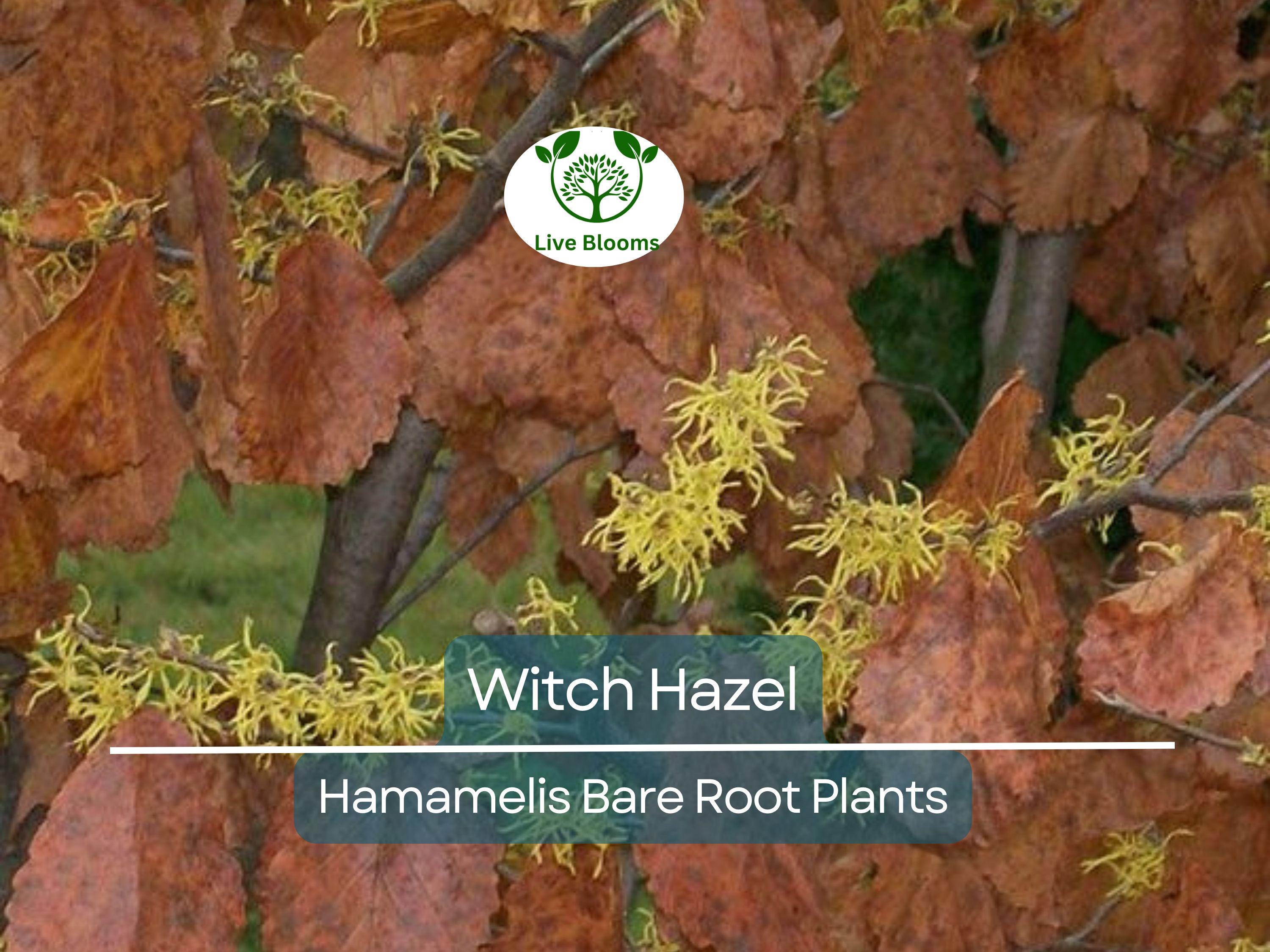 3 Witch Hazel Shrubs – Hamamelis virginiana 12–18” Bare Root Plants – Native Fall-Blooming Perennial for Wildlife & Shade