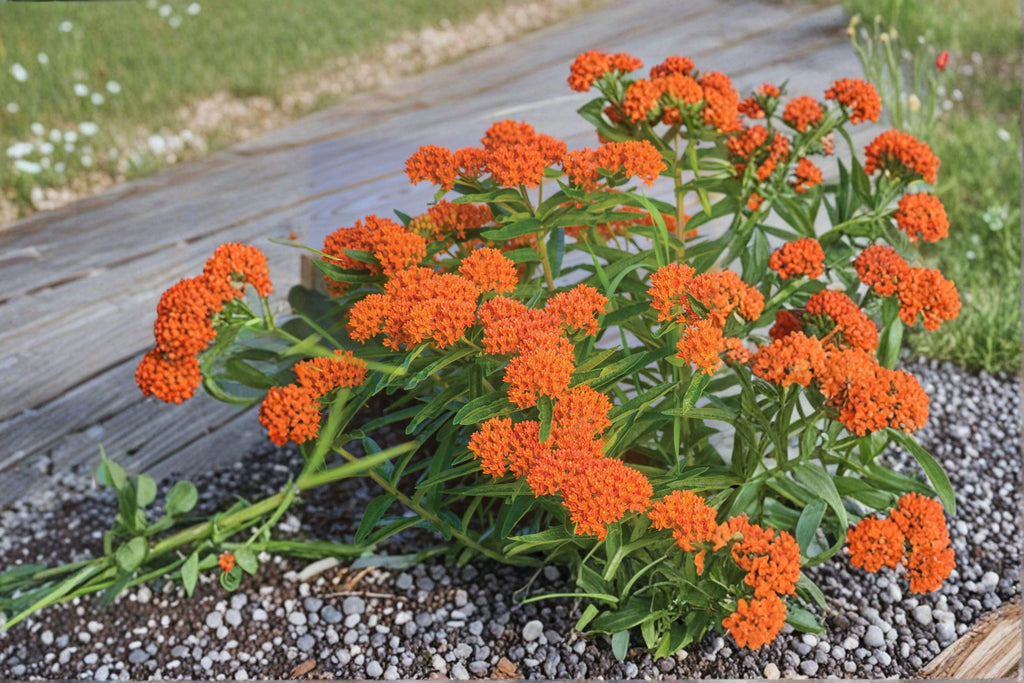 Asclepias tuberosa – Butterfly Weed | 15 Seeds | Bright Orange Milkweed Wildflower | Monarch Butterfly Host Plant