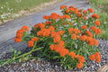 Asclepias tuberosa – Butterfly Weed | 15 Seeds | Bright Orange Milkweed Wildflower | Monarch Butterfly Host Plant