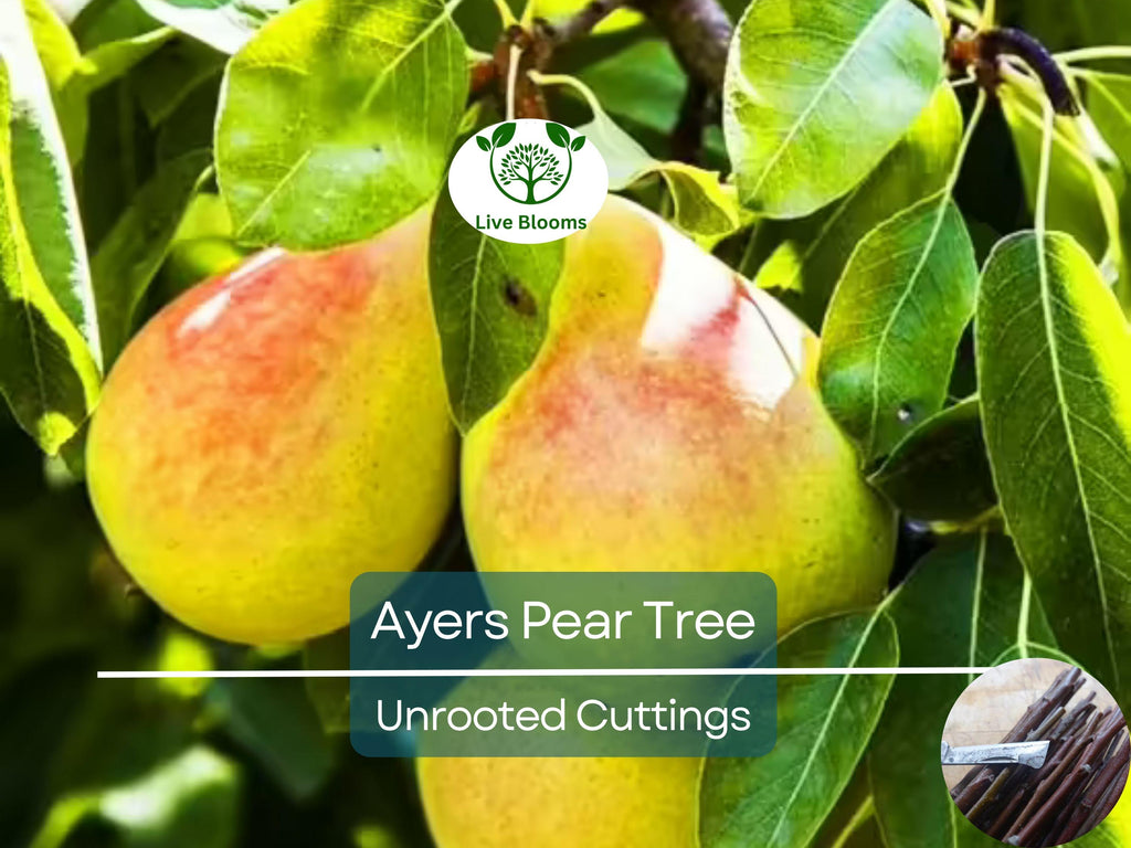 3 Ayers Pear Fruit Tree Scion Unrooted Cutting for Rooting or Grafting | Pyrus Communis | Hardy Pear Tree for Garden & Orchard