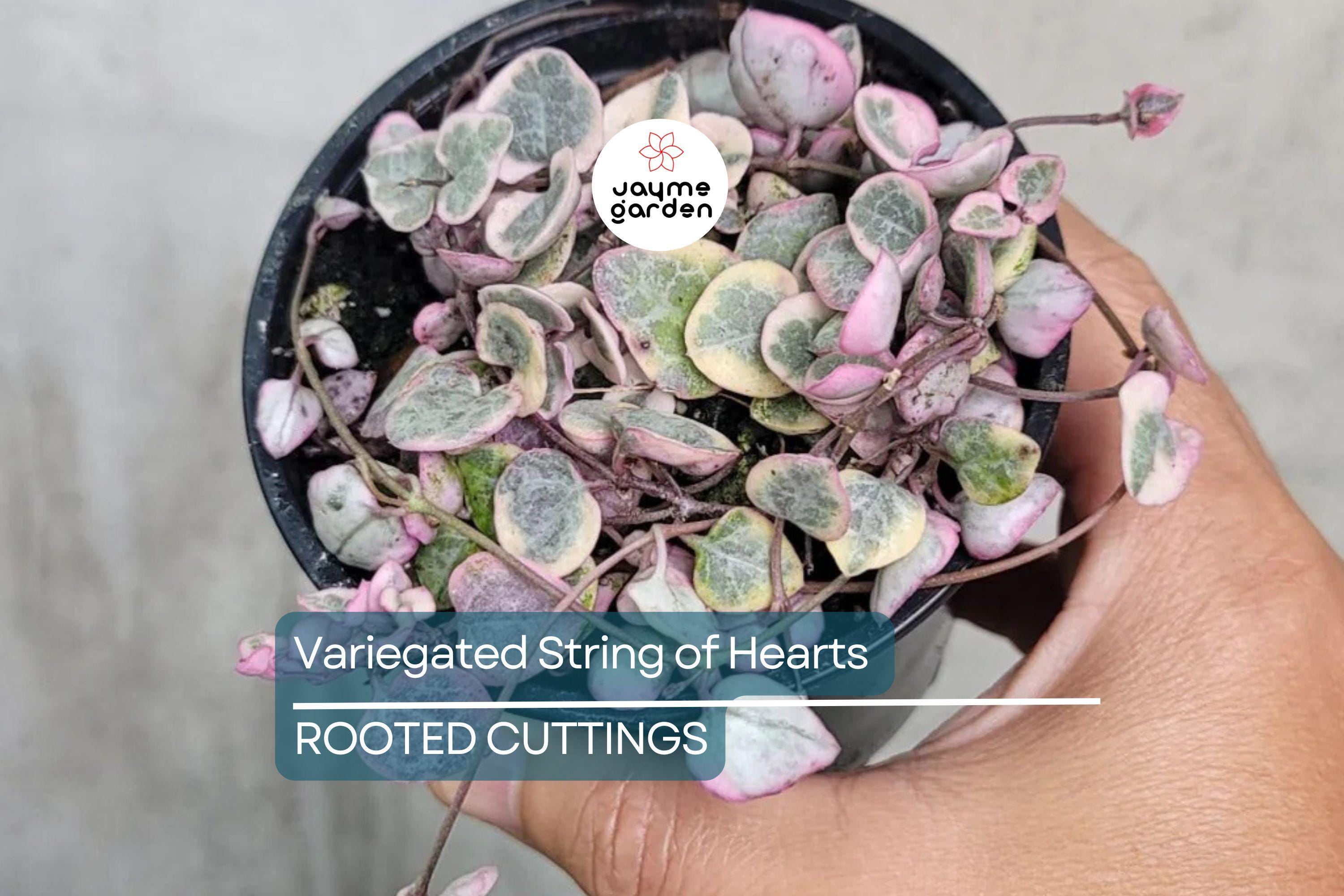 Variegated String of Hearts Cutting - Ceropegia Woodii in Prop Cup, Easy to Grow