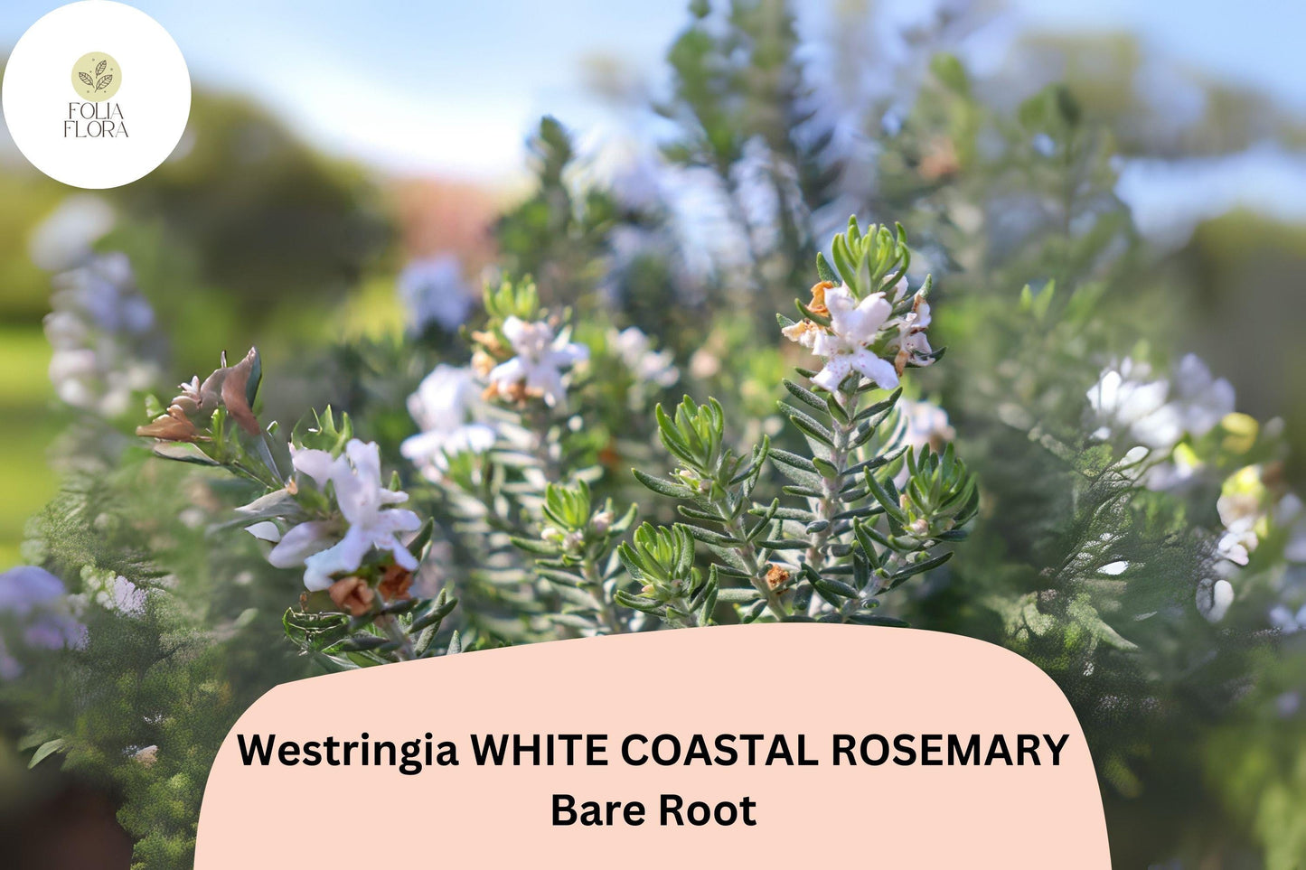 Westringia White Coastal Rosemary | 1 Live 6–12” Rooted Flowering Shrub Plant