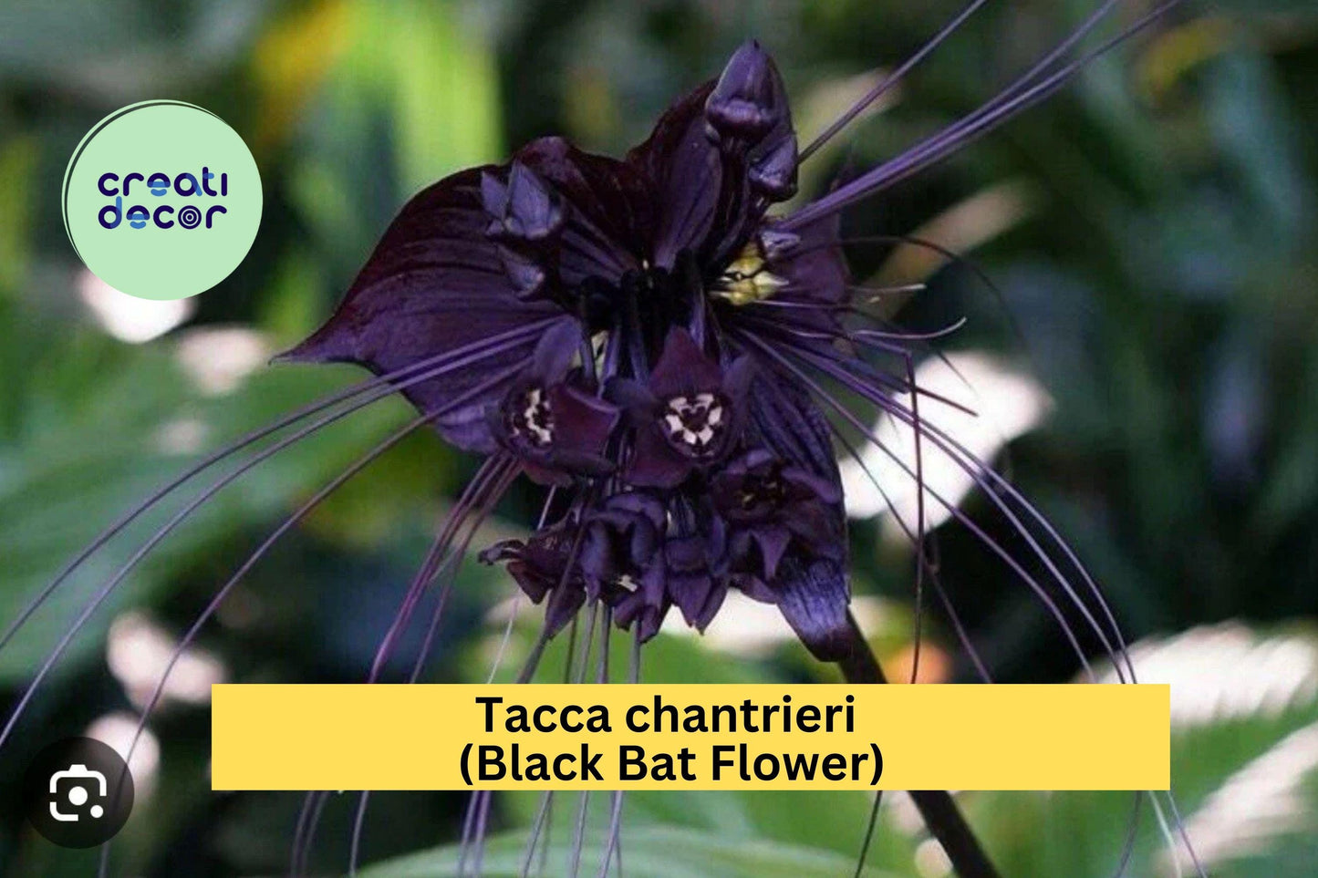 Tacca chantrieri Black Bat Flower | Live Rooted Starter Plant | Exotic Black Lily with Unique Tropical Blooms