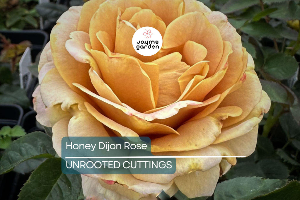 Super Rare Honey Dijon Rose | 3 Fresh Cuttings | for Rooting or Grafting | Unique Warm Tones | Fragrant Blooms