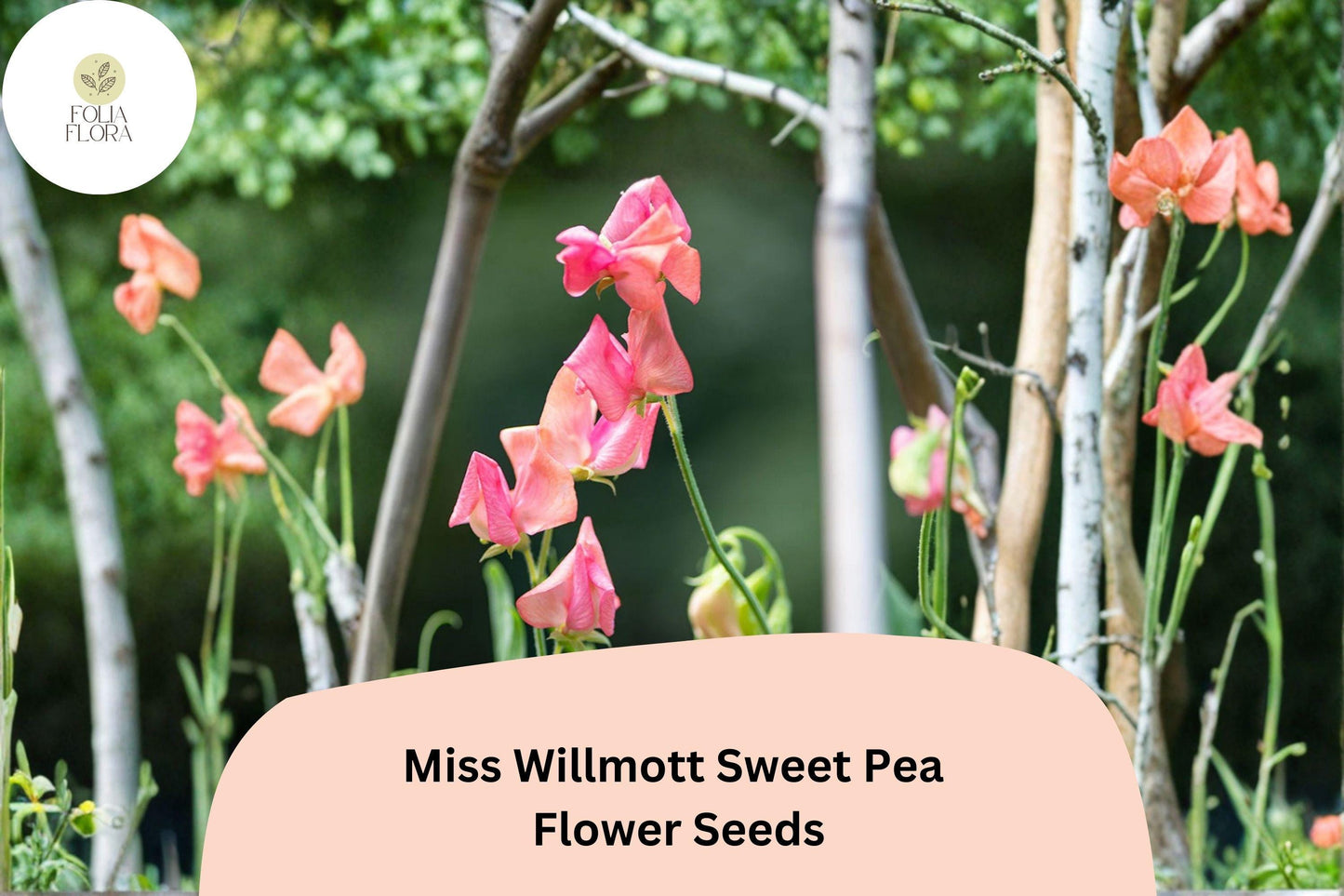 Miss Willmott Sweet Pea Seeds | Lathyrus odoratus Elegant Blooms Garden Planting (50+ Seeds)