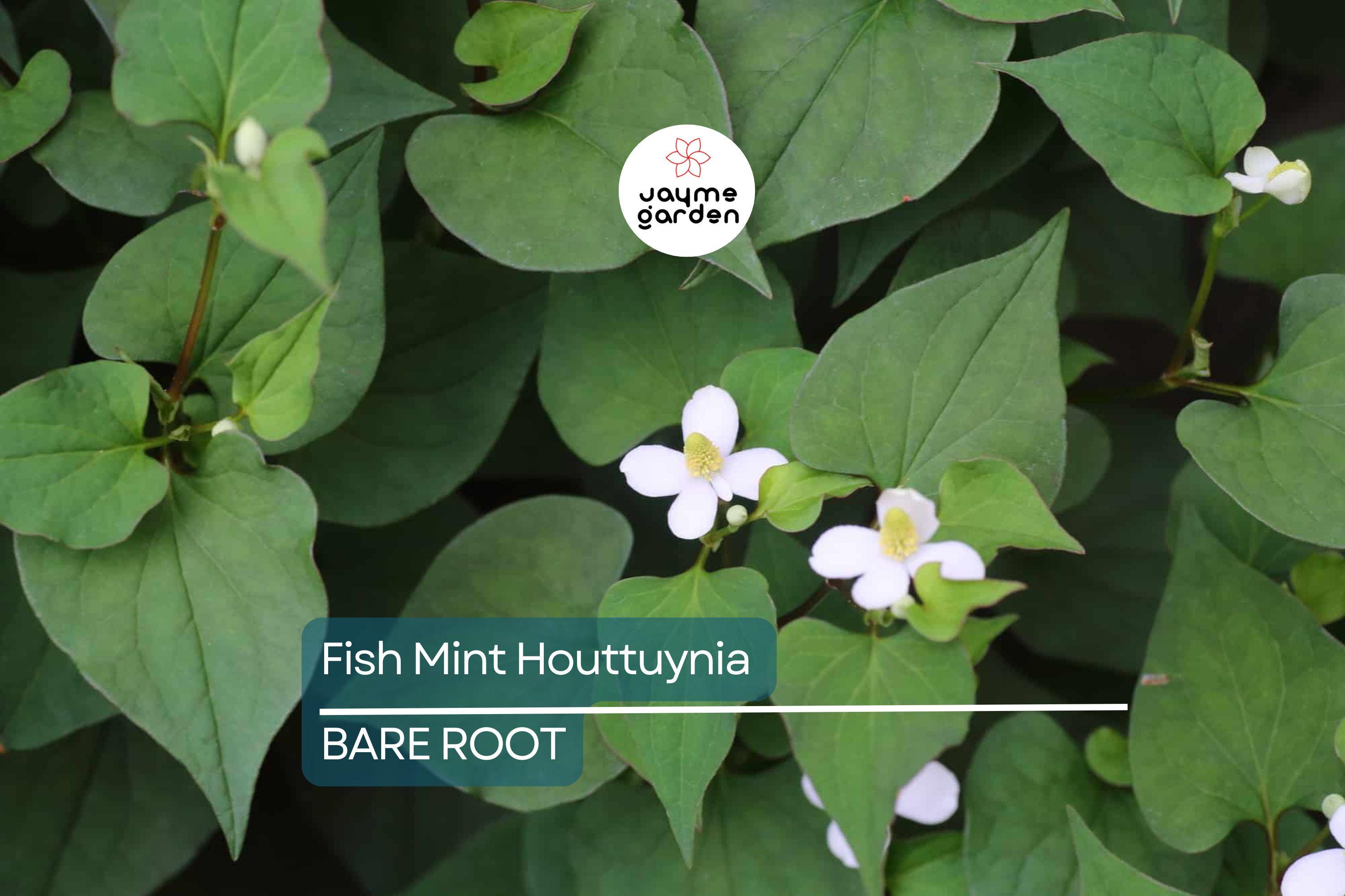 20 Live Bare Root Fish Mint Plants | Houttuynia Cordata | Asian Herb Diếp Cá | Medicinal & Edible | Fast-Growing