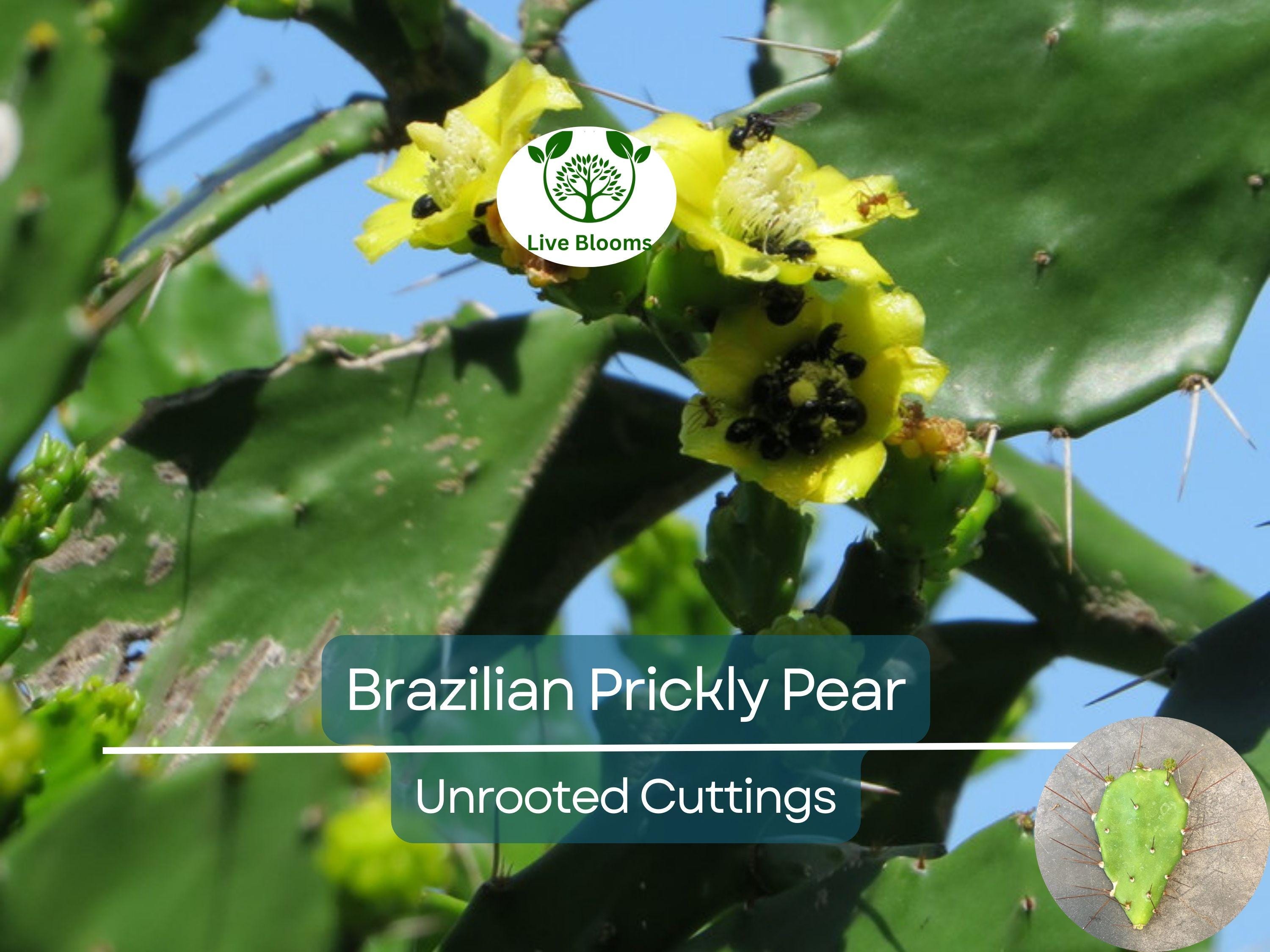 1 Brasiliopuntia brasiliensis (Brazilian Prickly Pear) Unrooted Cutting 1-2" – Treelike Cactus for Propagation, Gardening & Xeriscaping