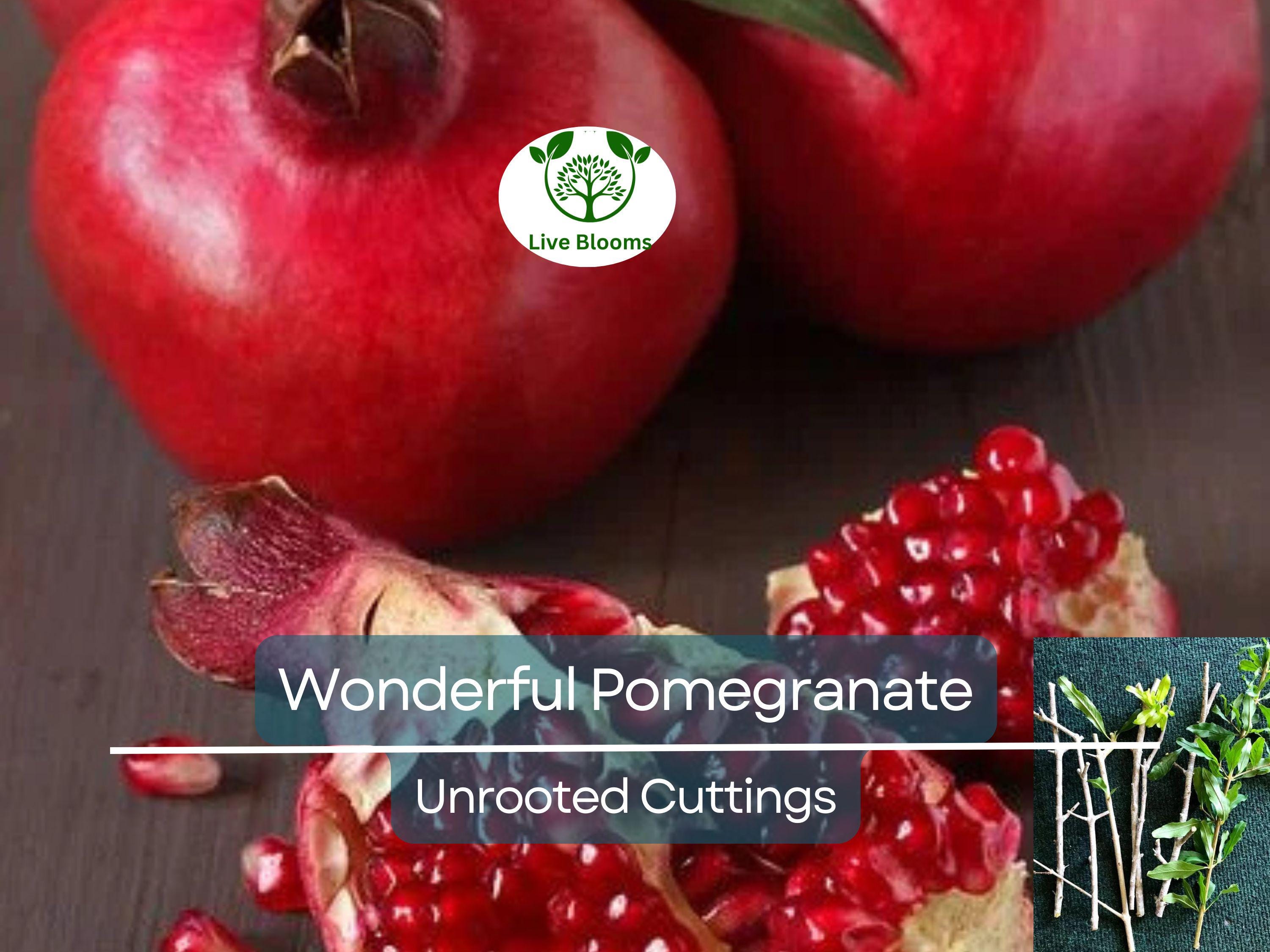 8 Pcs Organic Pomegranate Unrooted Cuttings 9" Long - Punica Granatum - Grow Your Own Pomegranate Tree, Natural & Healthy