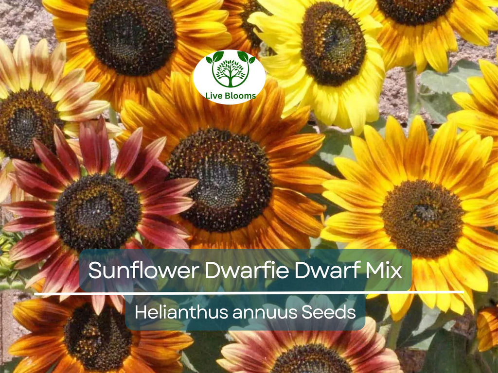 50 Seeds Sunflower Dwarfie Dwarf Mix (Helianthus annuus) Non-GMO, Attracts Butterflies, Bees, Birds & Goldfinches, Mini Sunflowers Garden