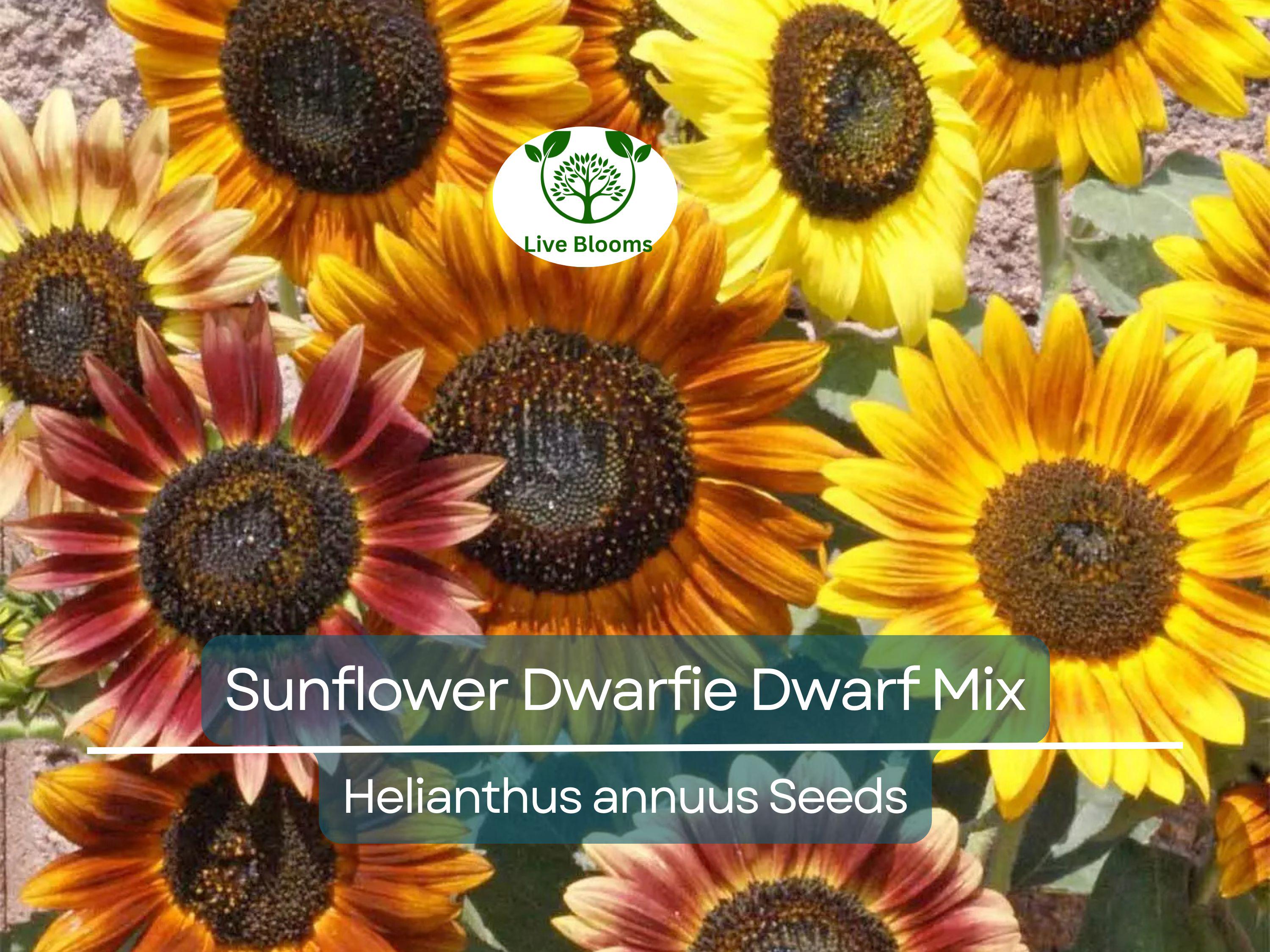 50 Seeds Sunflower Dwarfie Dwarf Mix (Helianthus annuus) Non-GMO, Attracts Butterflies, Bees, Birds & Goldfinches, Mini Sunflowers Garden