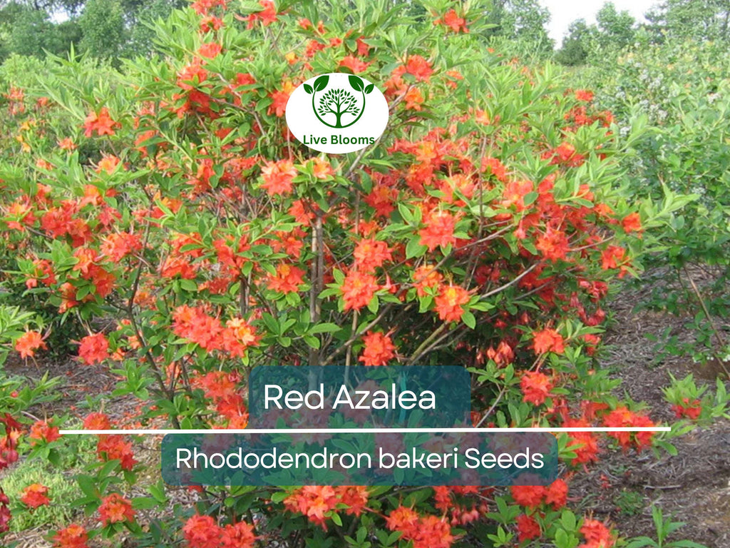 50 Red Azalea Seeds (Rhododendron bakeri) | Cumerland Azalea Flowering Bush | Bright Red Blooms, Hardy, Perfect for Landscaping & Gardens