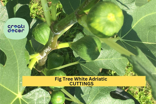 3 White Adriatic Fig Tree Cuttings – Ficus carica for Planting | Sweet Green-Skinned Variety | FREE US Shipping on Unrooted Stems