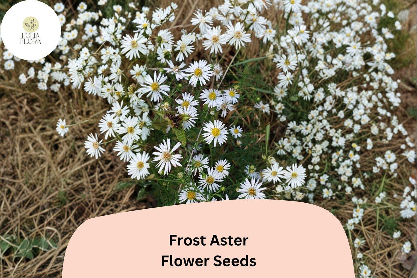 100 Aster pilosus Seeds | Symphyotrichum pilosum | Frost Aster | White Native Wildflower for Pollinator Garden