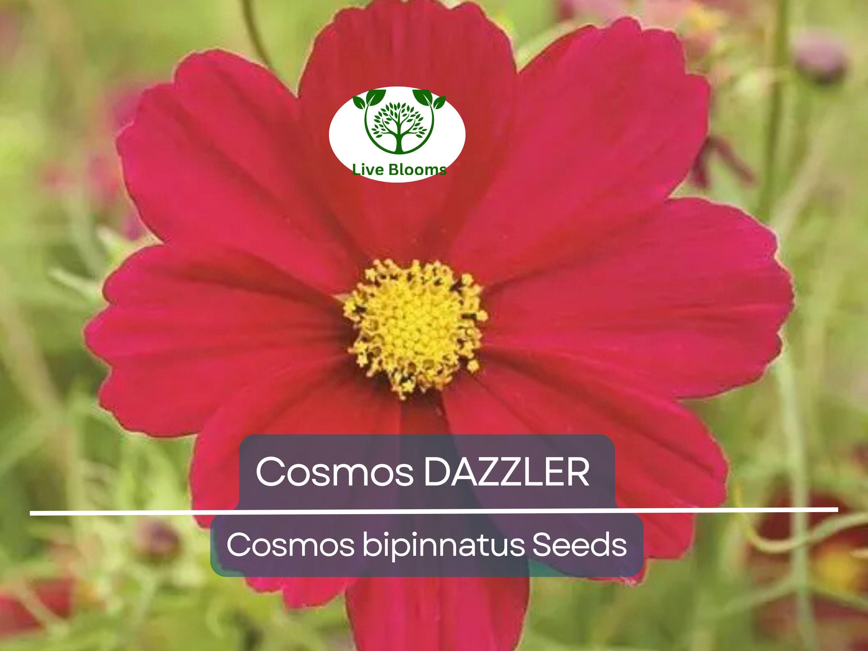 50 Cosmos DAZZLER Flower Seeds | Tall 5' Plants, 2–4" Blooms | Non-GMO | Cosmos Bipinnatus | Butterfly & Pollinator Friendly