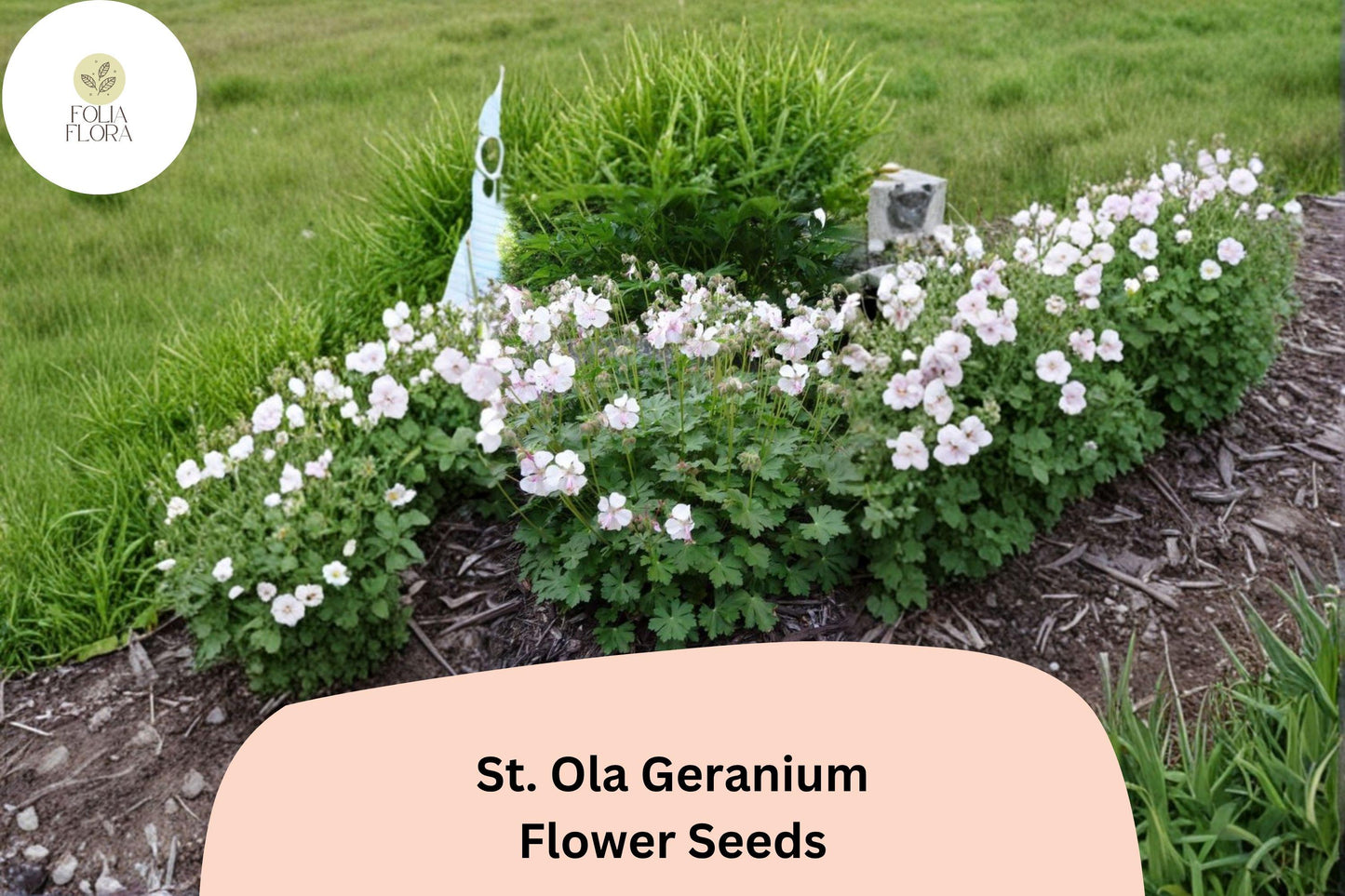 25+ St. Ola Geranium Seeds | Hardy Perennial Cranesbill | White Blooms for Garden Beds, Borders & Pollinator Gardens