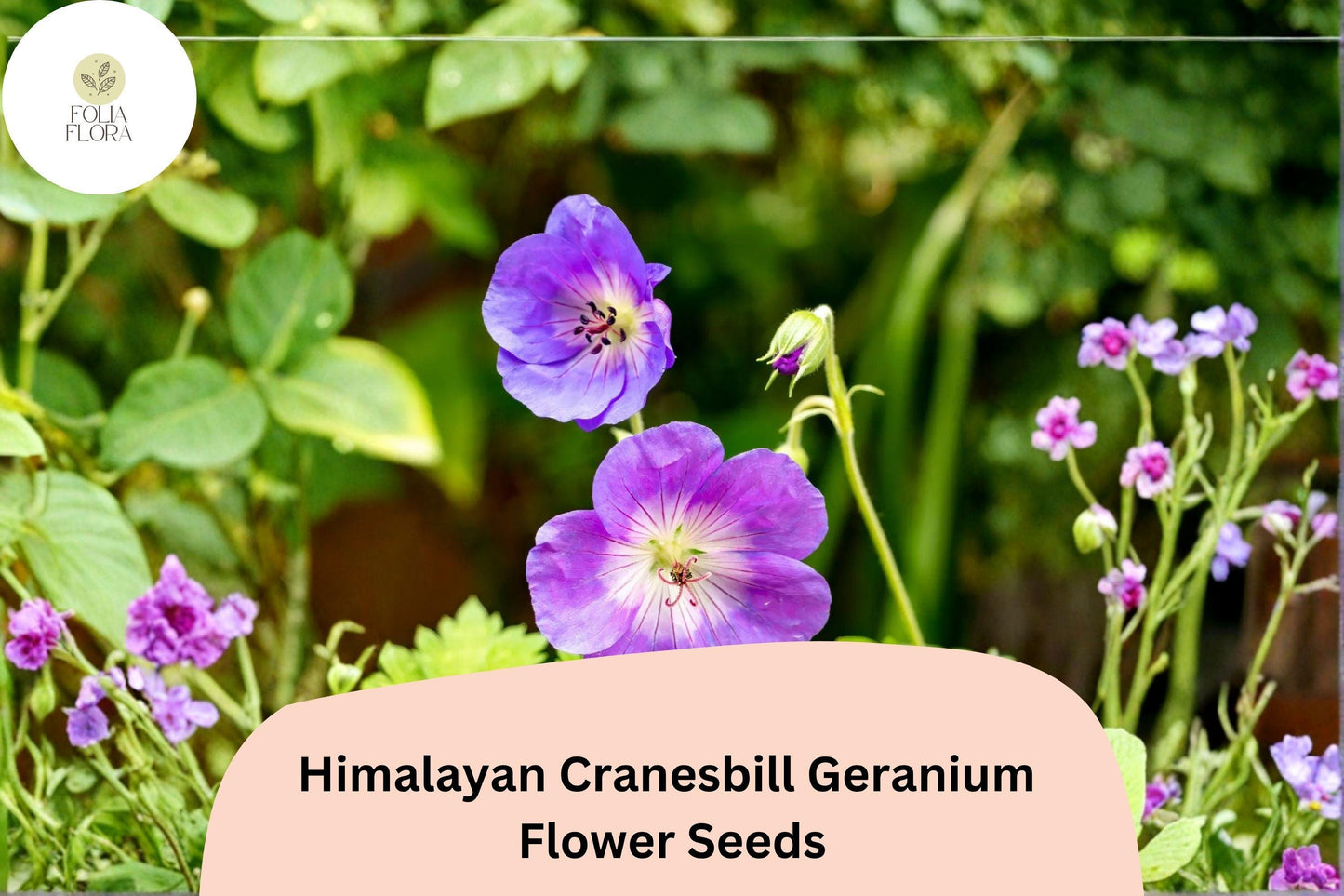 25+ Himalayan Cranesbill Geranium Seeds for Garden – Purple Hardy Perennial Flowers, Easy to Grow