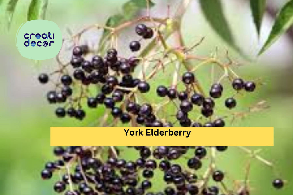 York Elderberry Live Plants – 4 Bare Root Shrubs, Self-Pollinating Variety for Zones 4–8, Hardy Fruit Bush for Edible Landscapes