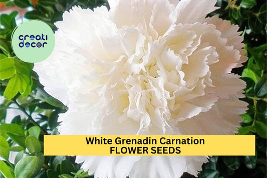 200+ White Grenadin Carnation Seeds – Elegant Double Blooms for Garden Planting, Classic Cut Flowers for Beds & Bouquets – USA