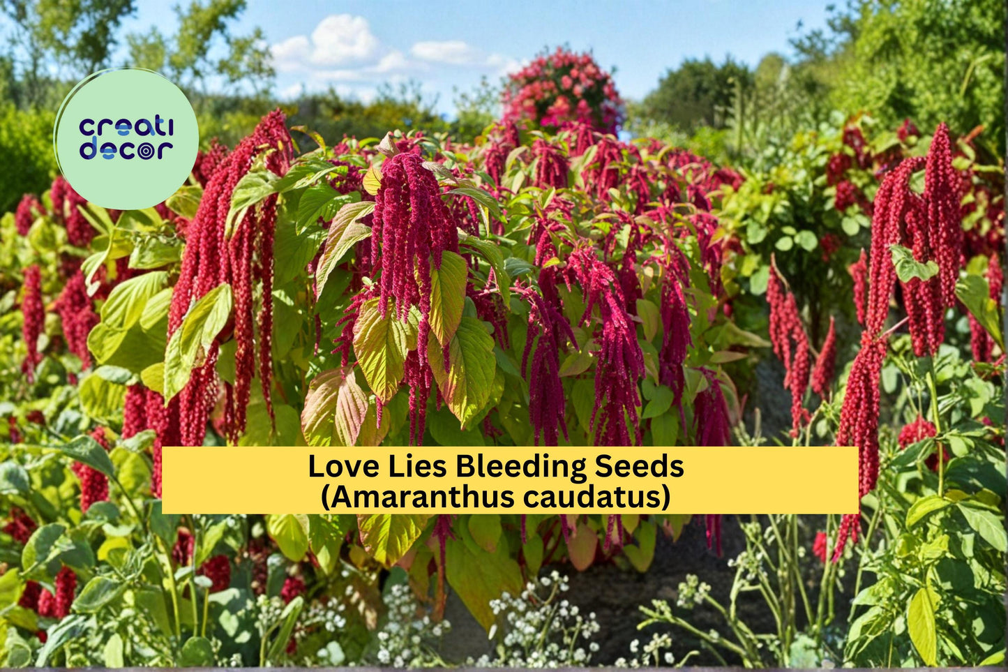Love Lies Bleeding Seeds Amaranthus caudatus 100 Count Dramatic Red Hanging Flower Garden Plant Seeds