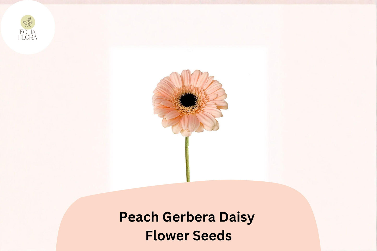 200+ Peach Gerbera Daisy Seeds | Gerbera jamesonii | Soft Peach Blooms | Easy-Grow Garden Flower