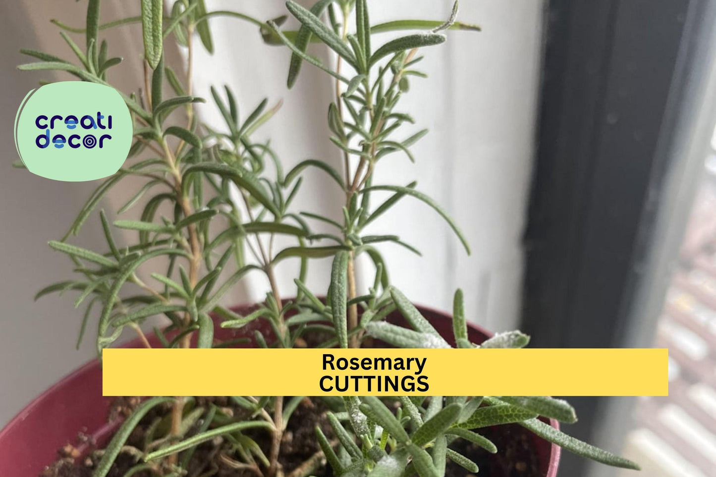 2 Rosemary Rooted Cuttings | 5–8” Live Bare Root Plants | Culinary Herb Starter | Organic Garden or Container Plant
