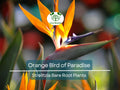 1 Orange Bird of Paradise – Strelitzia Reginae Live Bare Root Plant 3–6” – Tropical Flower for Container or Landscape
