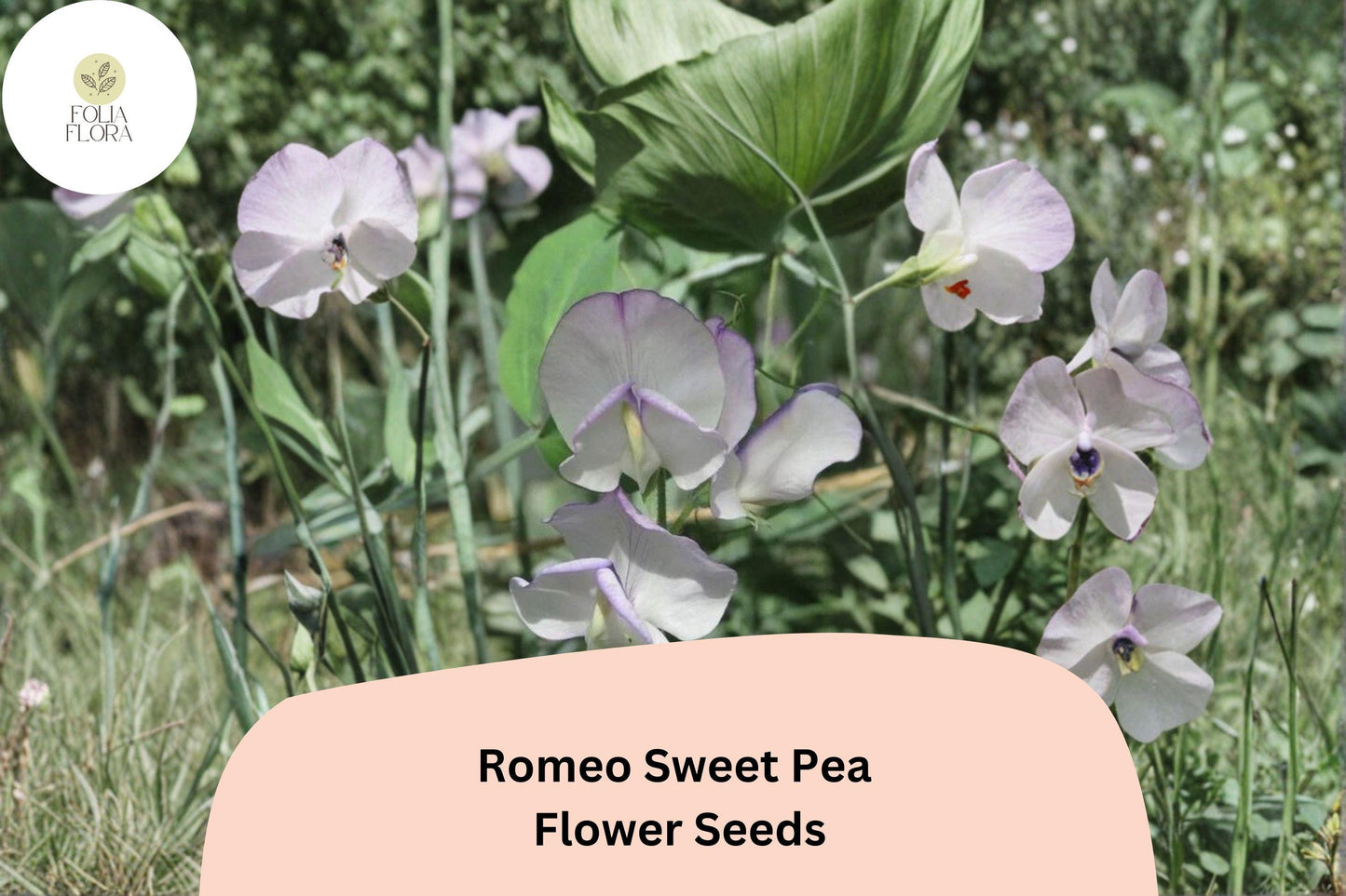 Romeo Sweet Pea Seeds | Lathyrus odoratus White Blooms Garden Planting (50+ Seeds)