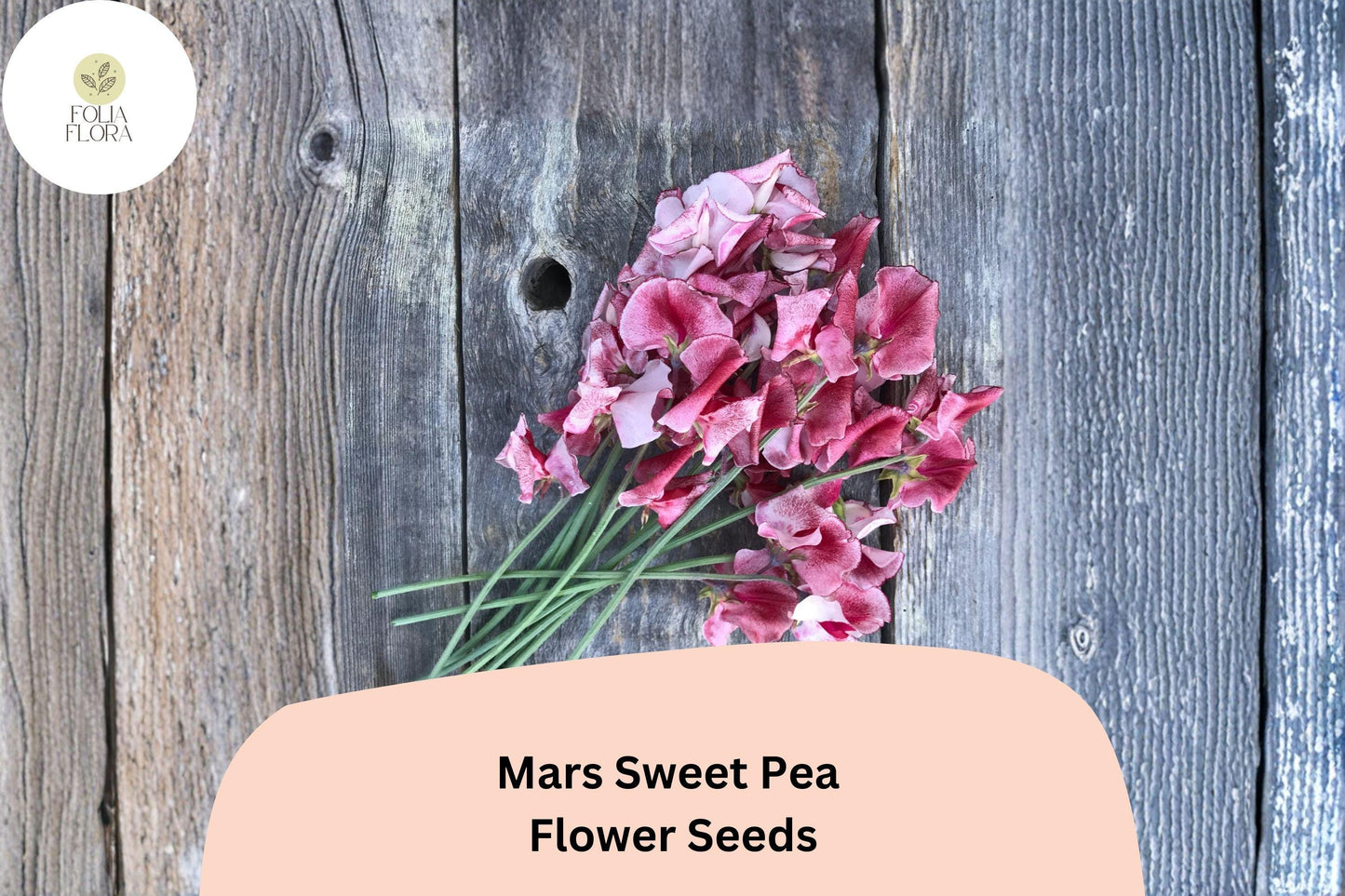 Mars Sweet Pea Seeds | Lathyrus odoratus Deep Red Flowers Garden Planting (50+ Seeds)