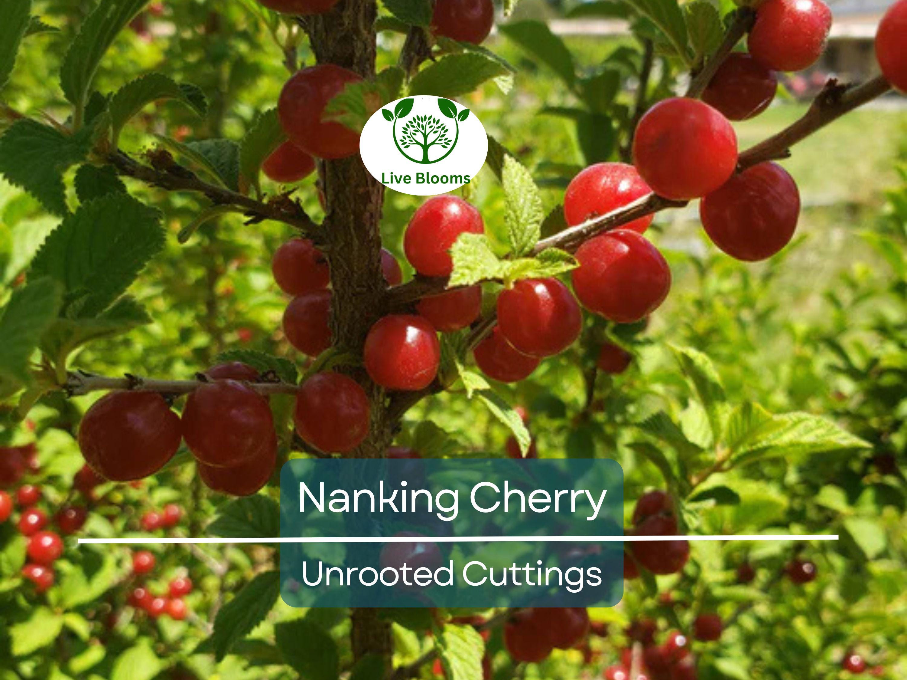10 Unrooted Nanking Cherry Cuttings (Prunus tomentosa) - 6-8 Inches Long, Hardy Shrub for Fruit, Wildlife, & Landscaping