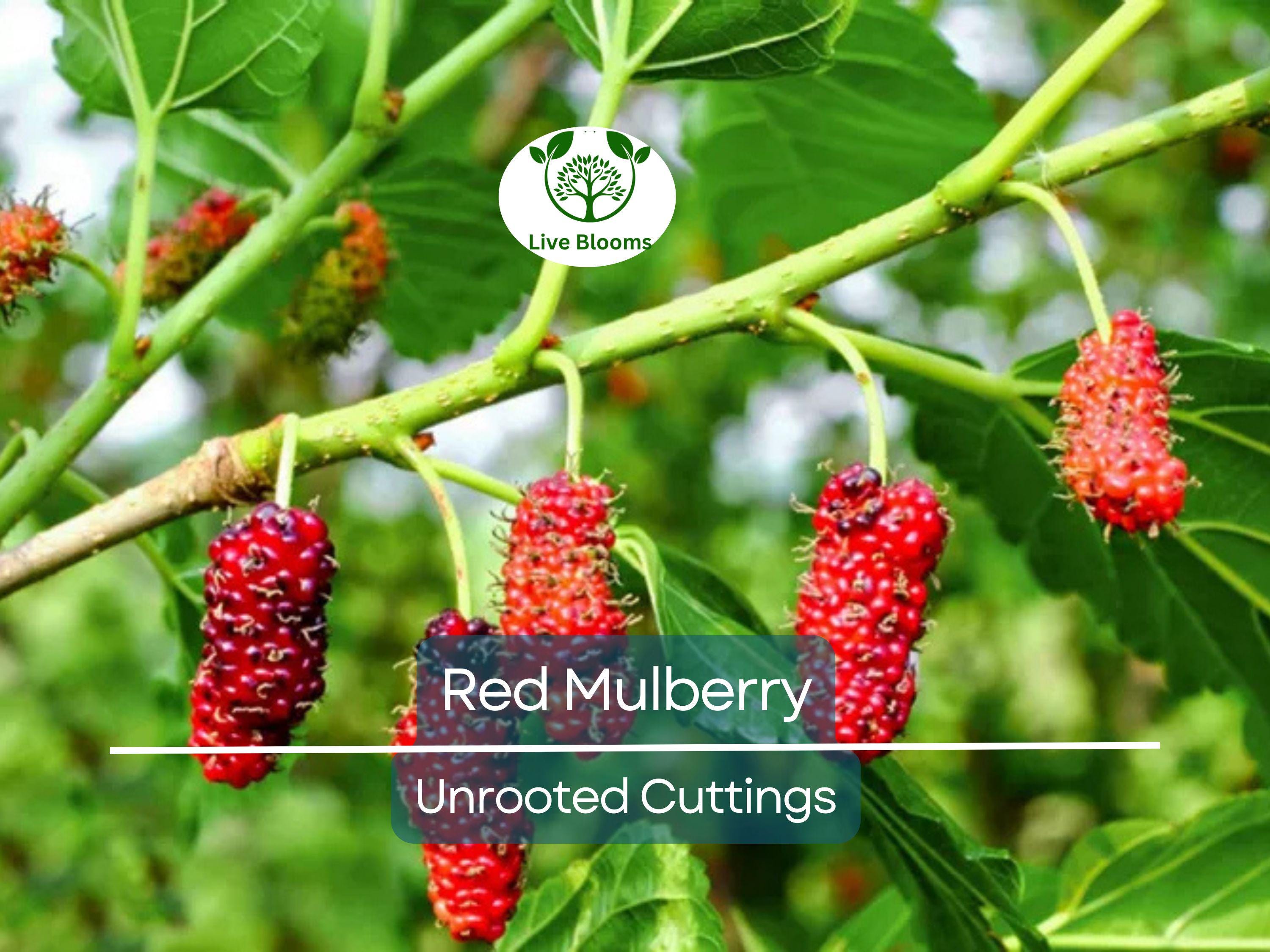 12 Red Mulberry Tree Unrooted Cuttings 6-8" | Morus rubra, Fruit Tree for Garden, Fast-Growing Mulberry