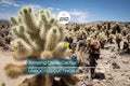 Jumping Cholla Cactus Live Cutting, Fast Growing, Evergreen, Full Sun, Arid Climate, Indoor/Outdoor, Unique Plant for Cacti Lovers