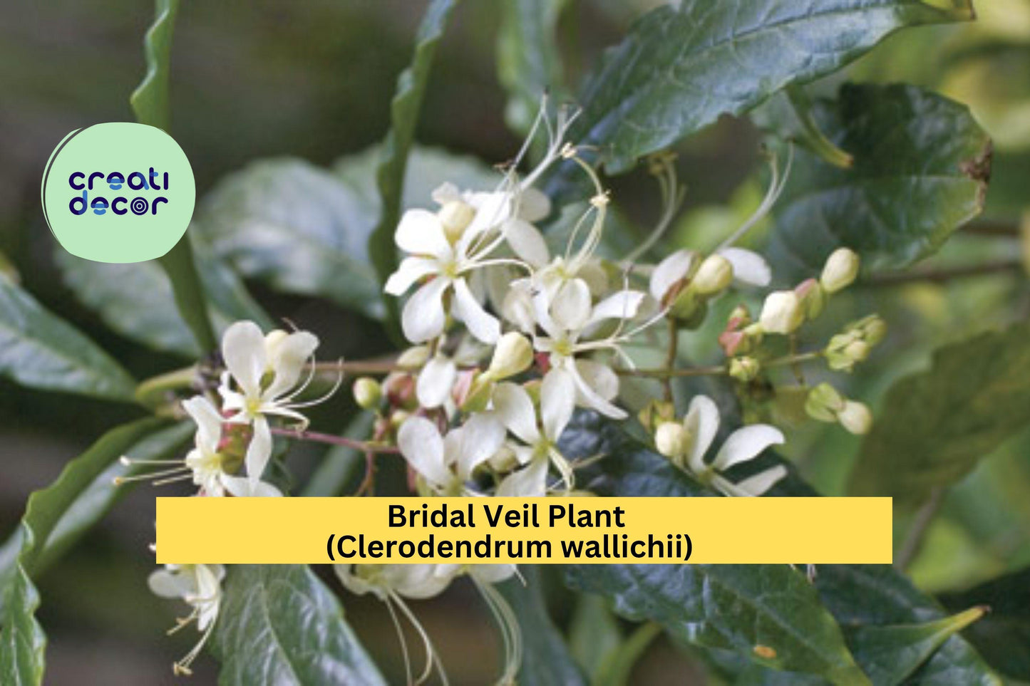 Bridal Veil Plant (Clerodendrum wallichii) – 4″ Live Starter Pot – Rare Cascading White Blooms & Tropical Foliage