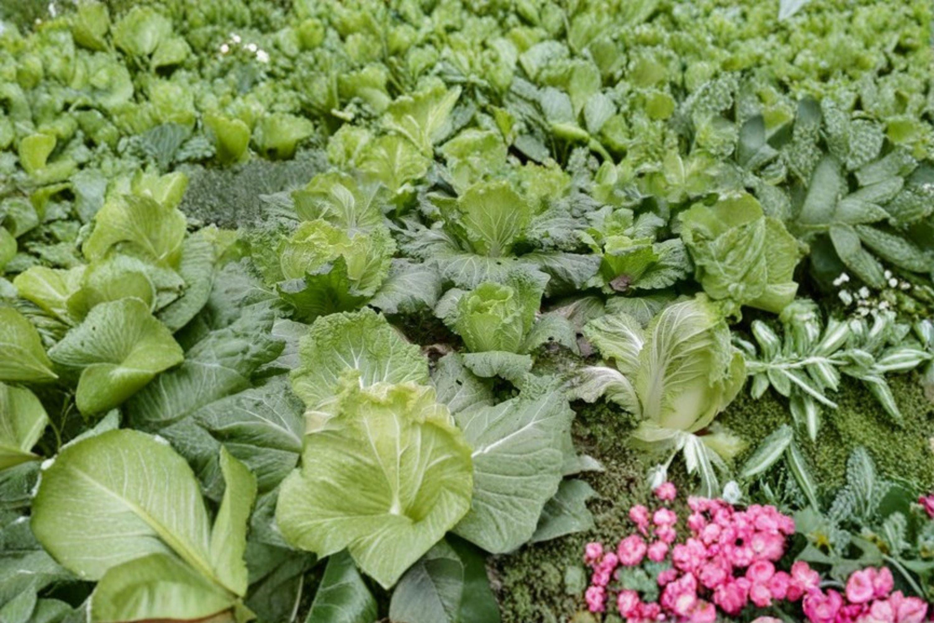 Chinese Cabbage – Matsushima 150 Seeds | Asian Napa-Type Cabbage | Uniform Heads | Crisp & Mild Flavor