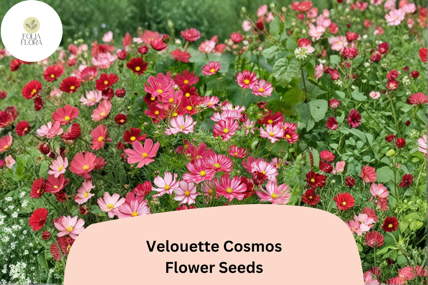 200+ Velouette Cosmos Seeds | Cosmos bipinnatus Red & White Blooms | Unique Annual Flower Seeds for Garden