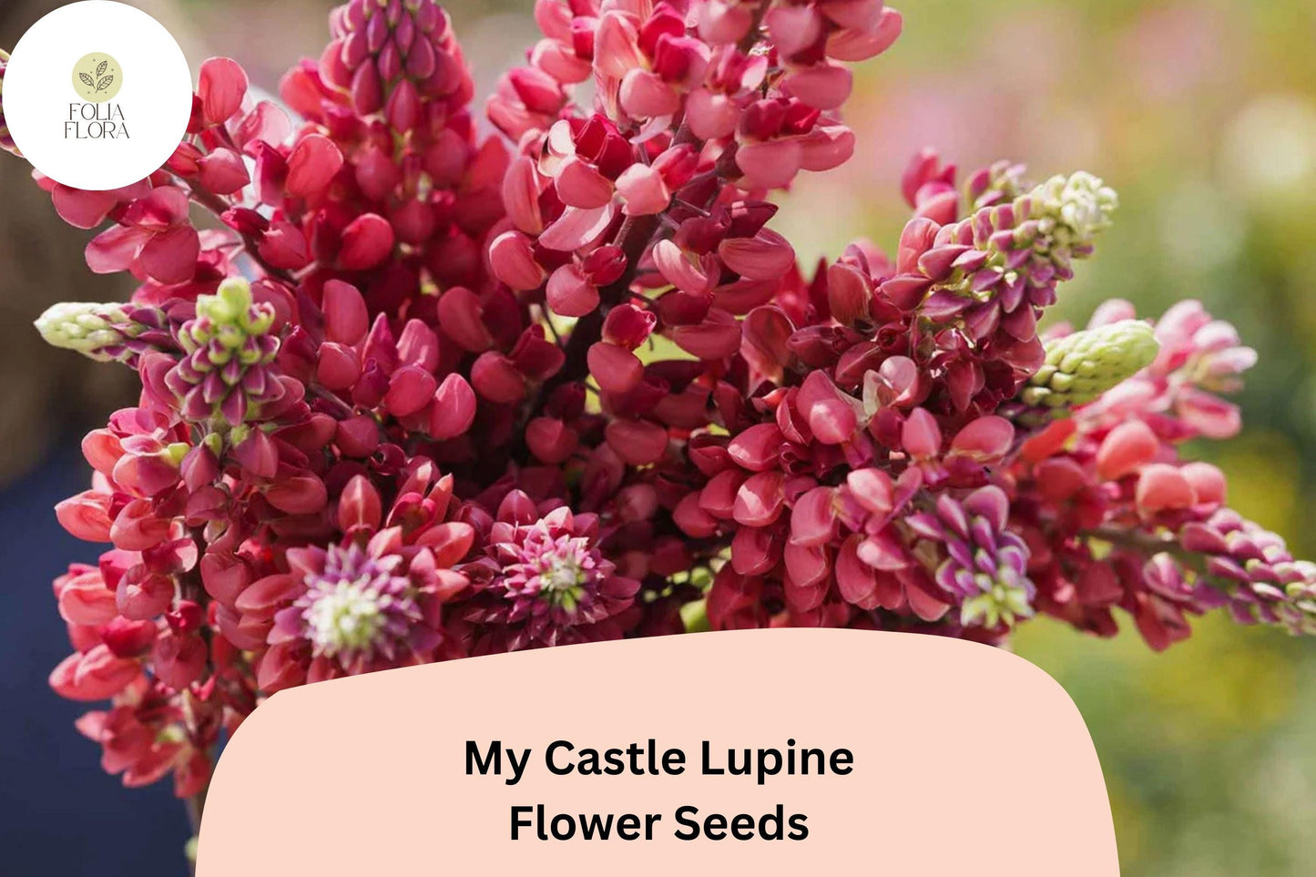 25+ My Castle Lupine Seeds | Deep Red Lupinus | Vibrant Tall Blooms for Garden Planting